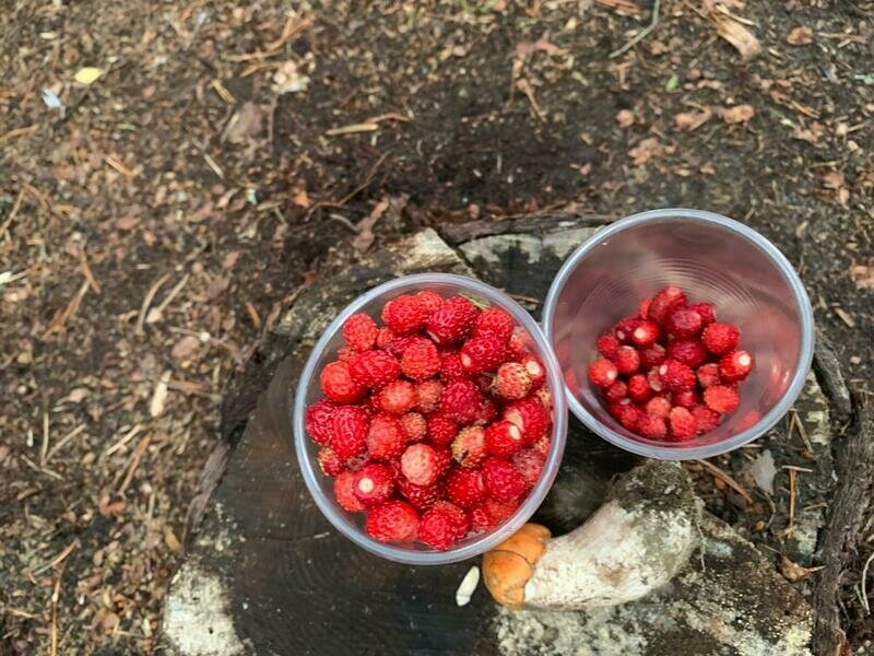 Фото 3 из отзыва о лесном отеле Янисъярви