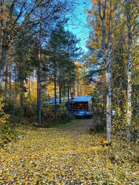 Лесной двор, Республика Карелия: фото 5