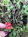 Фото 6 из отзыва о гостевом доме Ильинка в Карелии