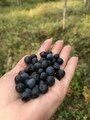 Фото 9 из отзыва о гостевом доме Ильинка в Карелии