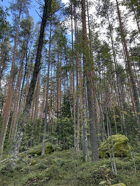 Фото 3 из отзыва о гостевом доме Хутор у залива