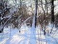 лес