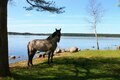Прогулки на лошадях