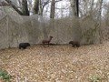 Арбалетный тир