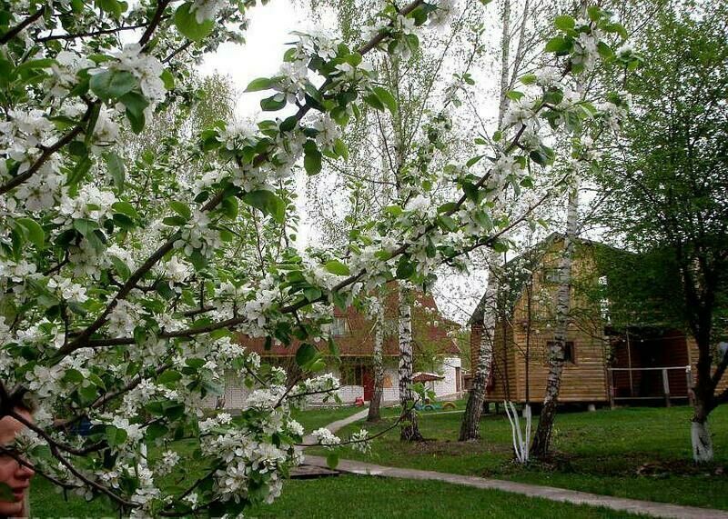 Красивая территория | Лукоморье, Алтайский край