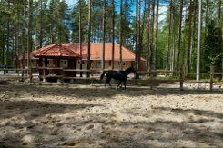 Конные прогулки | Аврора клуб, Ленинградская область