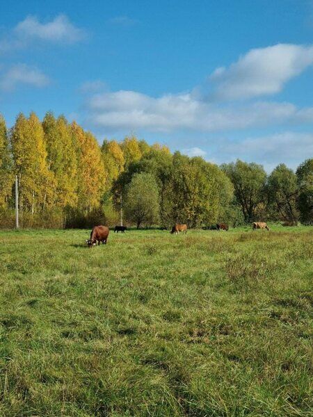 1791594 | The Поле, Тверская область