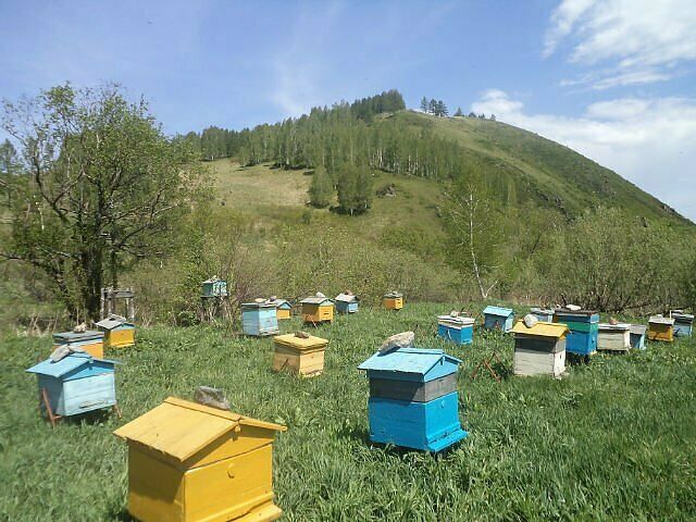 Гостевой дом Пасека Высокогорье, Чарышское, Алтайский край