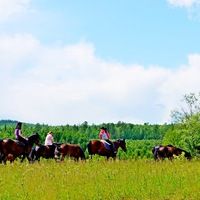 Активные выходные: конные прогулки в Ростове-на-Дону